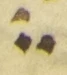 Divine Symbol - #55992